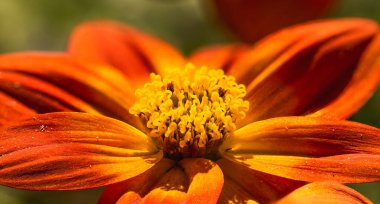 Baharda yeşil doğal arkaplanı olan güzel bir portakal çiçeği..