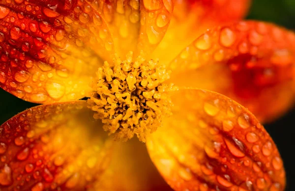 Schöne orangefarbene Blume im Frühling mit grünem natürlichen Hintergrund. — Stockfoto