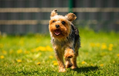 Komik Yorkshire Terrier köpeği arka bahçedeki karahindiba dolu çimlerde kameraya doğru koşuyor..