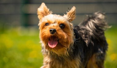 Komik Yorkshire Terrier köpeği arka bahçedeki karahindiba dolu çimlerde kameraya doğru koşuyor..