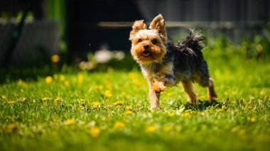 Komik Yorkshire Terrier köpeği arka bahçedeki karahindiba dolu çimlerde kameraya doğru koşuyor..