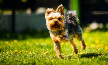 Komik Yorkshire Terrier köpeği arka bahçedeki karahindiba dolu çimlerde kameraya doğru koşuyor..