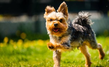 Komik Yorkshire Terrier köpeği arka bahçedeki karahindiba dolu çimlerde kameraya doğru koşuyor..