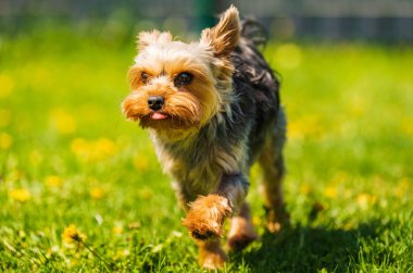 Komik Yorkshire Terrier köpeği arka bahçedeki karahindiba dolu çimlerde kameraya doğru koşuyor..