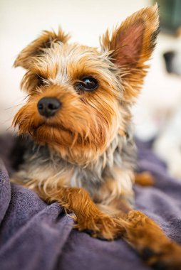 Bahçedeki kanepede duran sevimli Yorkshire Teriyeri. Küçük köpek portresi.