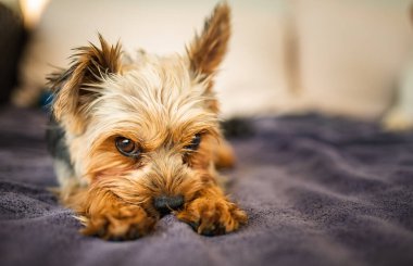 Bahçedeki kanepede duran sevimli Yorkshire Teriyeri. Küçük köpek portresi. Boşluk arkaplanı kopyala