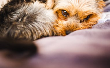 Yorkshire Teriyeri arka bahçede bir kanepede dinleniyor. Doğal ışık portresi