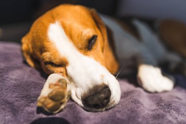 Beagle dog güneşin altında kanepede uyur. Köpek arkaplanı
