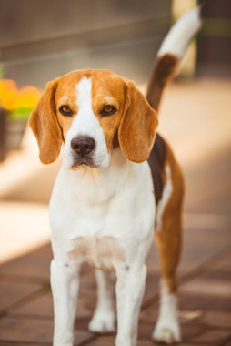 Güneşli bahar gününde köpek portresi. Beagle köpek geçmişi. Dışarıda saf bir cins..
