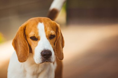 Güneşli bahar gününde köpek portresi. Beagle köpek geçmişi. Boşluğu kopyala