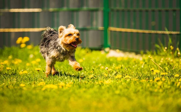 Yorkshire Terrier งในหญ าเต มไปด วยดอกแดนด ไลอ นในสวนหล — ภาพถ่ายสต็อก