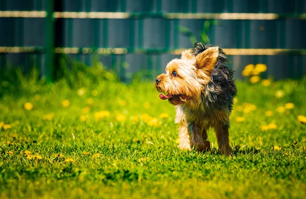 Yorkshire Terrier งในหญ าเต มไปด วยดอกแดนด ไลอ นในสวนหล — ภาพถ่ายสต็อก