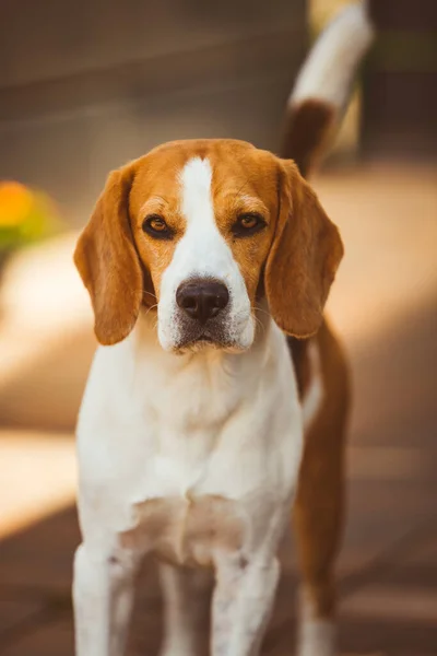 Hondenclose Portret Zonnige Lentedag Beagle Hond Achtergrond Zuiver Ras Buiten — Stockfoto