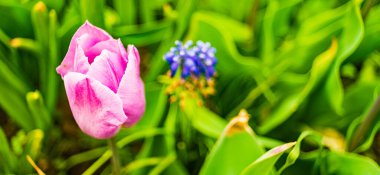 Baharda bahçede mor lale çiçeği olur. Güneşli bahar günü.
