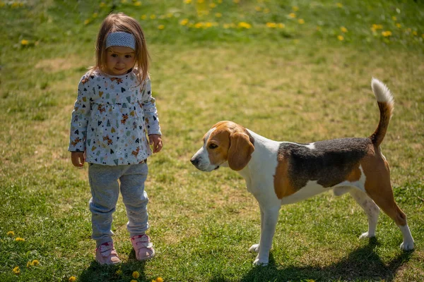 Child Standing Grass Beagle Dog Best Friend Backyard Sunny Spring — Stock Photo, Image