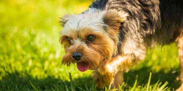 Lindo Yorkshire Terrier Perro Hierba Fondo Del Día Soleado — Foto de Stock