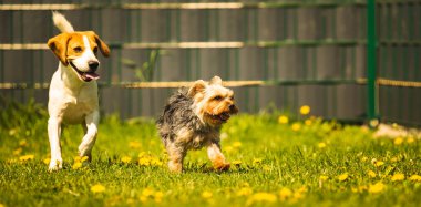 Güneşli bir günde av köpeğiyle koşan tatlı Yorkshire Terrier köpeği. Köpeklerin birlikte oynamalarına. Köpek arkaplanı