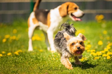 Güneşli bir günde av köpeğiyle koşan tatlı Yorkshire Terrier köpeği. Köpeklerin birlikte oynamalarına. Köpek arkaplanı