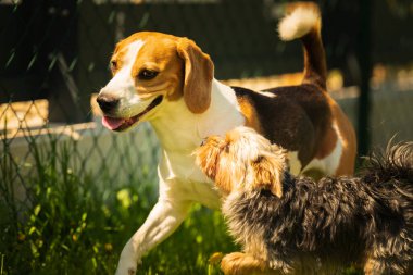 Güneşli bir günde av köpeğiyle koşan tatlı Yorkshire Terrier köpeği. Köpeklerin birlikte oynamalarına. Köpek arkaplanı