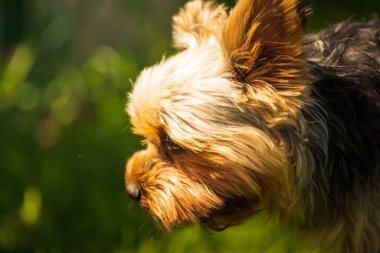 Güneşli bir günde çimlerin üzerinde şirin Yorkshire Teriyeri köpek portresi
