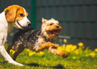 Güneşli bir günde av köpeğiyle koşan tatlı Yorkshire Terrier köpeği. Köpeklerin birlikte oynamalarına. Köpek arkaplanı
