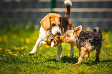 Güneşli bir günde av köpeğiyle koşan tatlı Yorkshire Terrier köpeği. Köpeklerin birlikte oynamalarına. Köpek arkaplanı