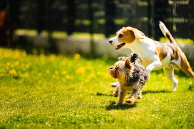 Güneşli bir günde av köpeğiyle koşan tatlı Yorkshire Terrier köpeği. Köpeklerin birlikte oynamalarına. Köpek arkaplanı