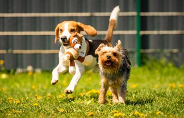 Güneşli bir günde av köpeğiyle koşan tatlı Yorkshire Terrier köpeği. Köpeklerin birlikte oynamalarına. Köpek arkaplanı