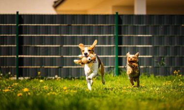Güneşli bir günde av köpeğiyle koşan tatlı Yorkshire Terrier köpeği. Köpeklerin birlikte oynamalarına. Köpek arkaplanı