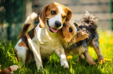Güneşli bir günde av köpeğiyle koşan tatlı Yorkshire Terrier köpeği. Köpeklerin birlikte oynamalarına. Köpek arkaplanı