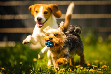 Güneşli bir günde av köpeğiyle koşan tatlı Yorkshire Terrier köpeği. Köpeklerin birlikte oynamalarına. Köpek arkaplanı