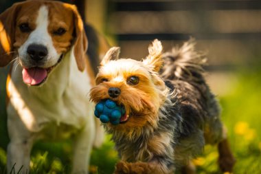 Güneşli bir günde av köpeğiyle koşan tatlı Yorkshire Terrier köpeği. Köpeklerin birlikte oynamalarına. Köpek arkaplanı