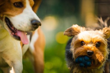 Güneşli bir günde av köpeğiyle koşan tatlı Yorkshire Terrier köpeği. Köpeklerin birlikte oynamalarına. Köpek arkaplanı