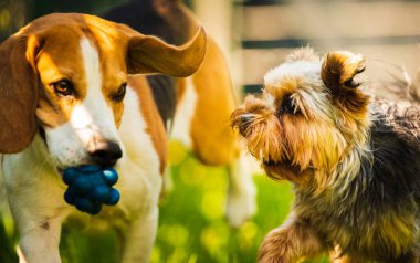 Güneşli bir günde av köpeğiyle koşan tatlı Yorkshire Terrier köpeği. Köpeklerin birlikte oynamalarına. Köpek arkaplanı