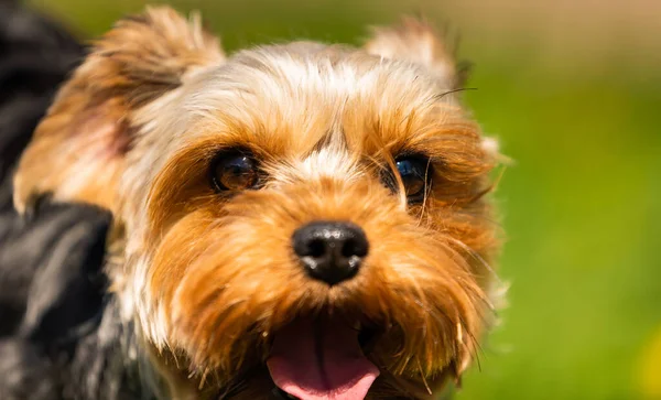 Lindo Yorkshire Terrier Retrato Perro Hierba Fondo Del Día Soleado — Foto de Stock