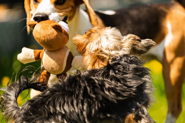 Χαριτωμένο Σκυλί Yorkshire Terrier Τρέχει Beagle Σκυλί Gras Την Ηλιόλουστη — Φωτογραφία Αρχείου