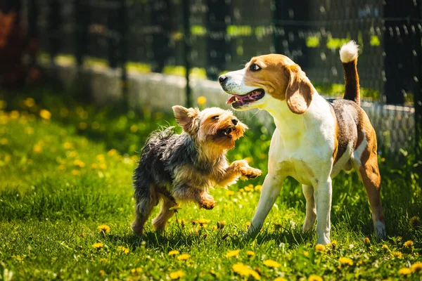 Χαριτωμένο Σκυλί Yorkshire Terrier Τρέχει Beagle Σκυλί Gras Την Ηλιόλουστη — Φωτογραφία Αρχείου