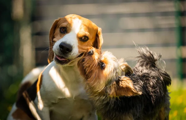 Χαριτωμένο Σκυλί Yorkshire Terrier Τρέχει Beagle Σκυλί Gras Την Ηλιόλουστη — Φωτογραφία Αρχείου
