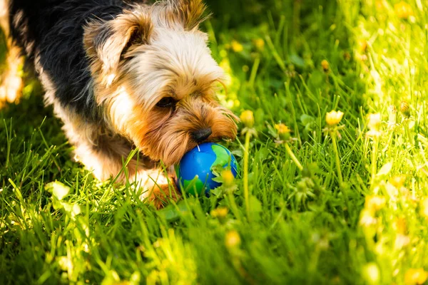 Niedliche Yorkshire Terrier Hundeporträt Gras Sonnigen Tag Hintergrund — Stockfoto