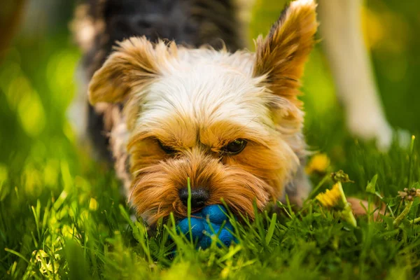 Lindo Yorkshire Terrier Retrato Perro Hierba Fondo Del Día Soleado — Foto de Stock