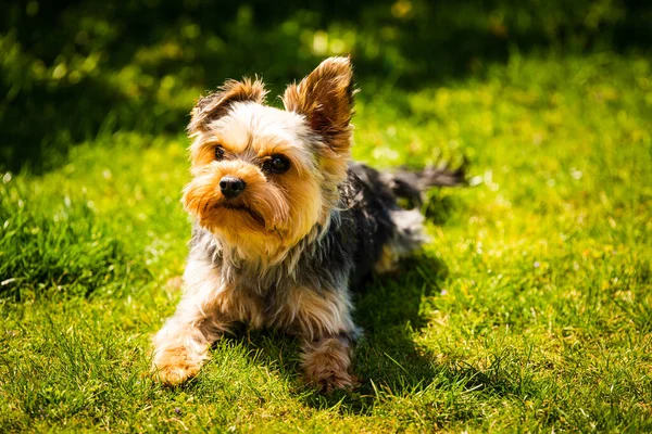 Mignon Yorkshire Terrier Chien Portrait Couché Dans Herbe Sur Fond — Photo