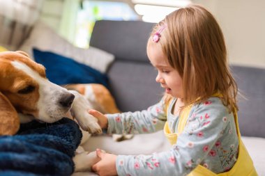 Kafkasyalı tatlı bir kızla köpek. Beagle kanepede yatıyor, bebek oyuncakla birlikte onunla oynamaya geliyor. Boşluğu kopyala.