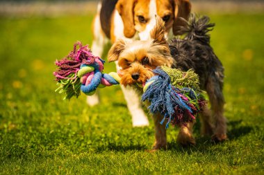 Şirin Yorkshire Terrier köpeği ve av köpeği arka bahçede birbirlerini yiyorlar. Oyuncakla kameraya doğru koşuyor ve zıplıyor.