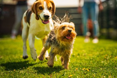 Şirin Yorkshire Terrier köpeği ve av köpeği arka bahçede birbirlerini yiyorlar. Oyuncakla kameraya doğru koşuyor ve zıplıyor.