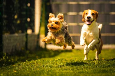 Şirin Yorkshire Terrier köpeği ve av köpeği arka bahçede birbirlerini yiyorlar. Oyuncakla kameraya doğru koşuyor ve zıplıyor.