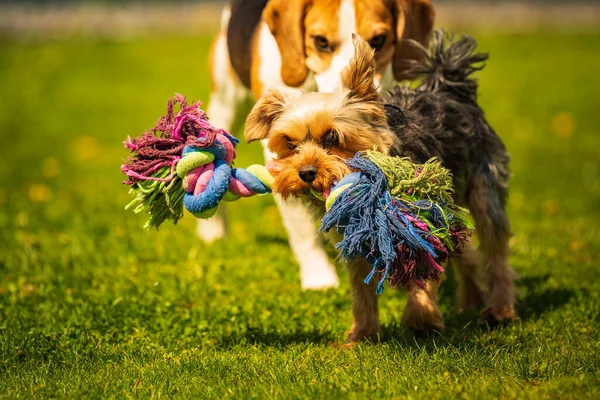 Cute Yorkshire Terrier Pies Pies Beagle Chese Siebie Podwórku Bieganie — Zdjęcie stockowe