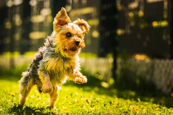 Increíble Yorkshire Terrier Divierte Corriendo Bostezando Hacia Cámara Copiar Espacio — Foto de Stock