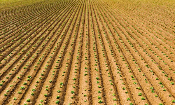Plowed Field Rural Area Landscape Agricultural Fields Potatos Spring Aerial — Stock Photo, Image