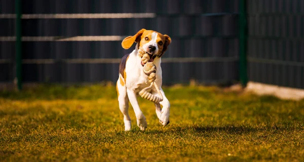 Pies Uruchomić Beagle Skoków Zabawy Ogrodzie Letnie Słońce Zabawką Aktywność — Zdjęcie stockowe