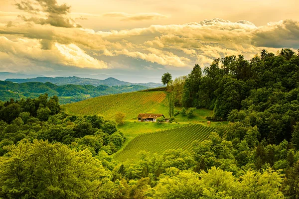 Austria Vigneti Paesaggio Zona Leibnitz Nel Sud Della Stiria Regione — Foto Stock